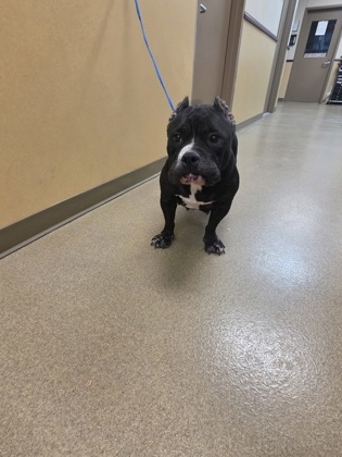 Shelter Stray Female Dog last seen Near brookside, Cedar Hill, TX, 1150 E Pleasant Run Rd, Cedar Hill, TX 75104, USA