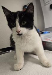Shelter Stray Male Cat last seen W Roberts Ave & N Briarwood Ave, Fresno Zone Fresno City A 93711, CA, 1510 W Dan Ronquillo Dr, Fresno, CA 93706, USA