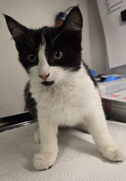 Shelter Stray Male Cat last seen W Roberts Ave & N Briarwood Ave, Fresno Zone Fresno City A 93711, CA, 1510 W Dan Ronquillo Dr, Fresno, CA 93706, USA
