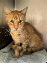 Shelter Stray Male Cat last seen City of Georgetown 114 W 8TH ST, City of Georgetown, TX, 1855 SE Inner Loop, Georgetown, TX 78626, USA