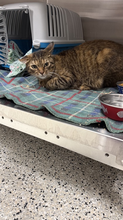 Shelter Stray Female Cat last seen Sonic at Vivion and Brighton, 64119, MO, 7077 Elmwood Ave, Kansas City, MO 64132, USA
