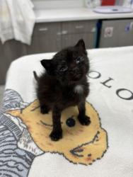 Shelter Stray Female Cat last seen Near Spruce Ave, 64127, MO, 7077 Elmwood Ave, Kansas City, MO 64132, USA