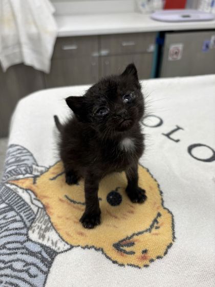 Shelter Stray Female Cat last seen Near Spruce Ave, 64127, MO, 7077 Elmwood Ave, Kansas City, MO 64132, USA