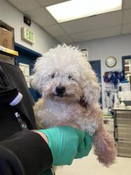 Shelter Stray Female Dog last seen Roosevelt Way NE & NE Ravenna Blvd, Seattle, WA, 2061 15th Ave W, Seattle, WA 98119, USA