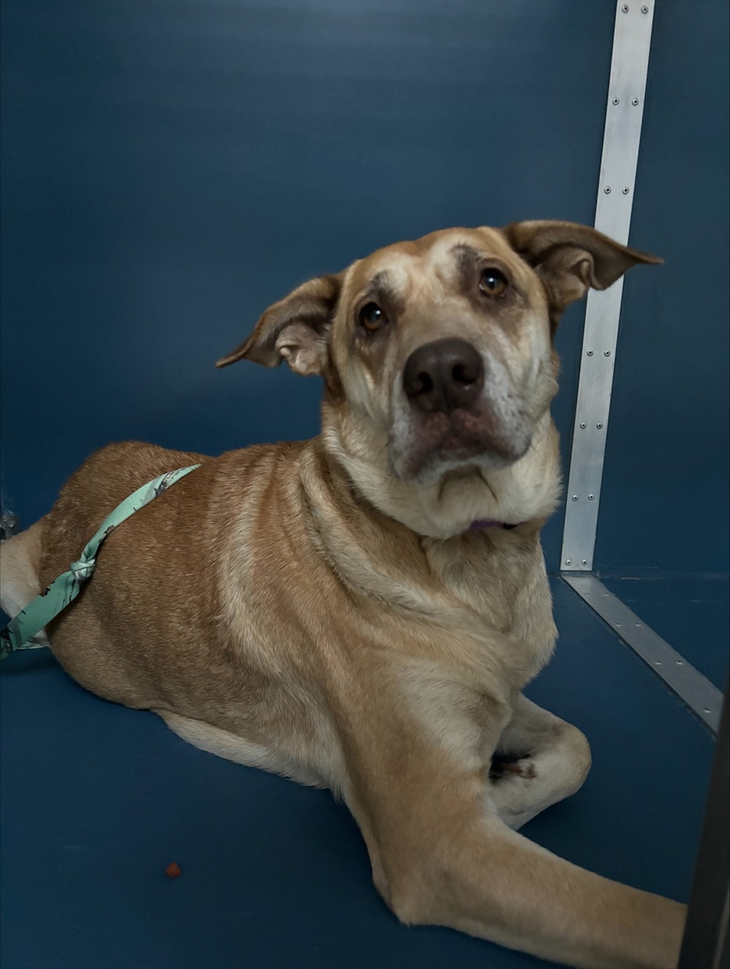 Shelter Stray Female Dog last seen Dickey Road, Silverdale, WA, 98383, 9167 Dickey Rd NW, Silverdale, WA 98383, USA