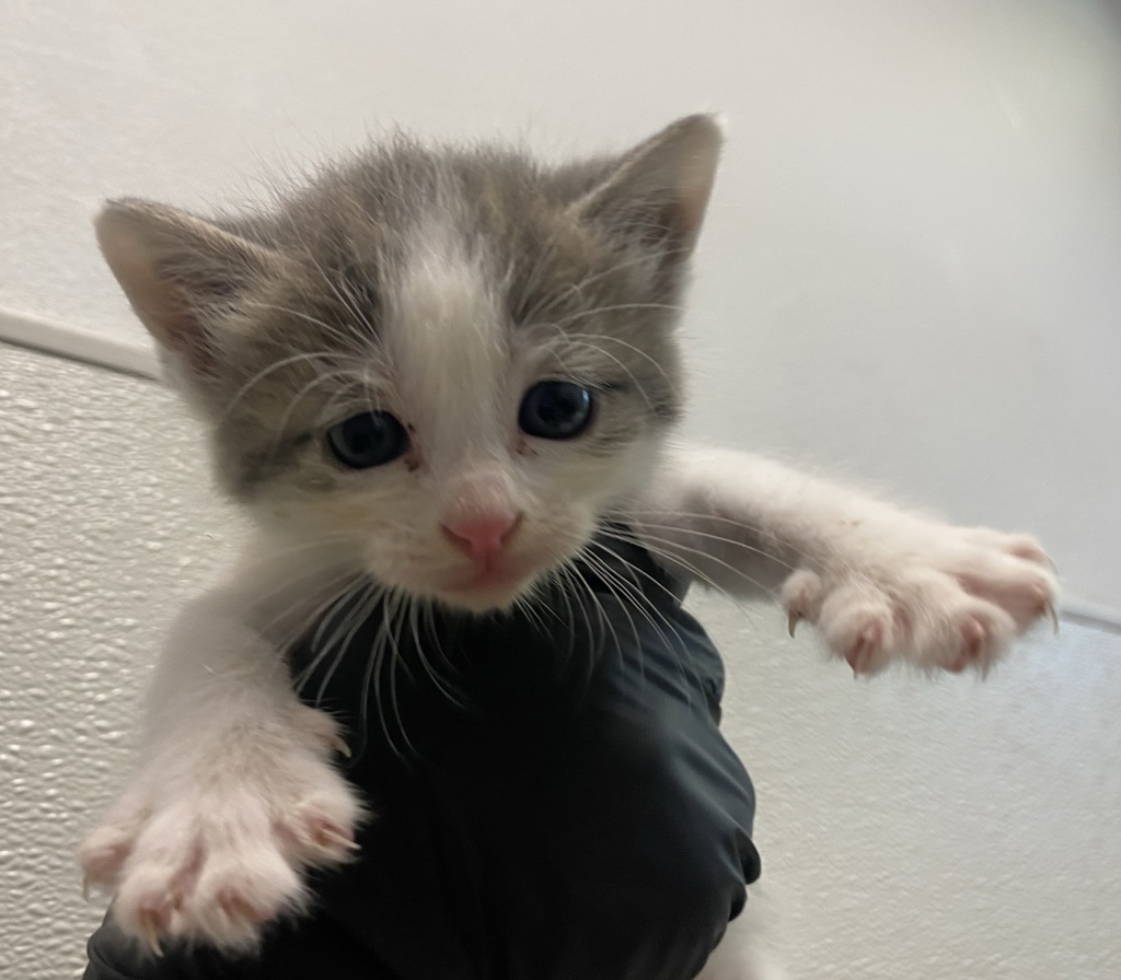 Shelter Stray Male Cat last seen Near Groveland Drive, San Diego, CA, 92114, 5500 Gaines St, San Diego, CA 92110, USA