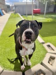 Shelter Stray Male Dog last seen Near E Zenith Avenue, MILLCREEK, UT, 84106, 511 W 3900 S, Salt Lake City, UT 84123, USA