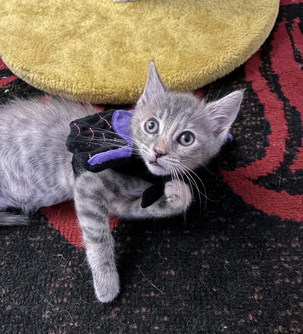 Shelter Stray Female Cat last seen Near Hollister Street, San Diego, CA, 92154, 5500 Gaines St, San Diego, CA 92110, USA