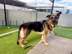 Shelter Stray Female Dog last seen Near W 4220 W, Kearns Township, UT, 84118, 511 W 3900 S, Salt Lake City, UT 84123, USA
