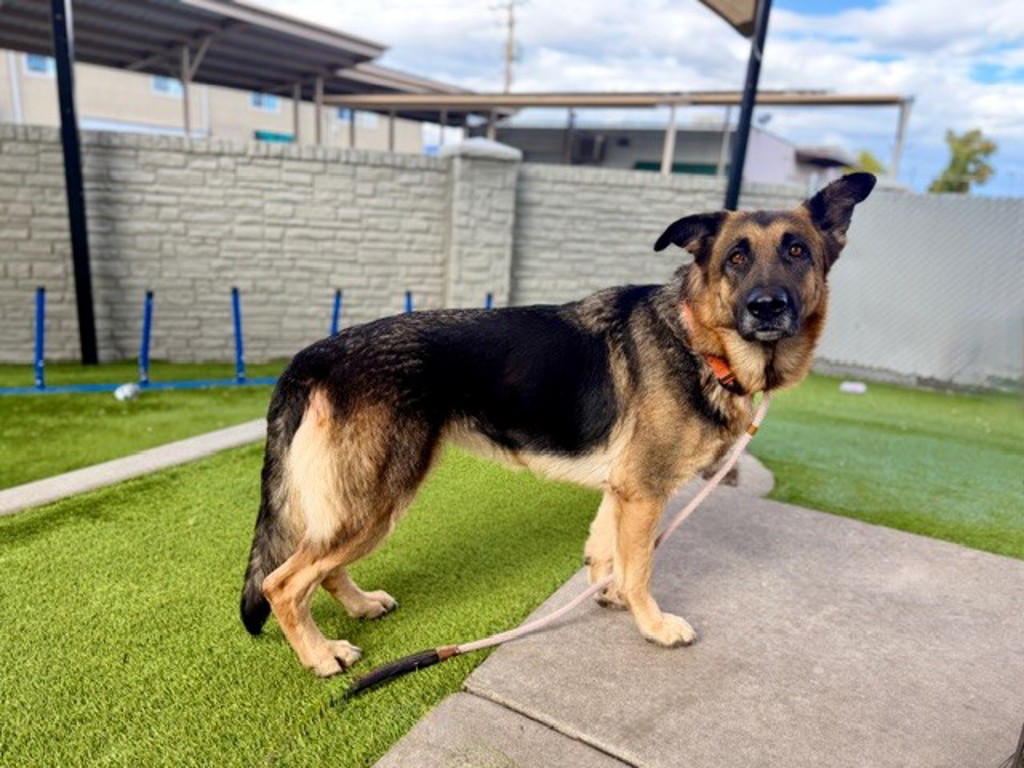 Shelter Stray Female Dog last seen Near W 4220 W, Kearns Township, UT, 84118, 511 W 3900 S, Salt Lake City, UT 84123, USA