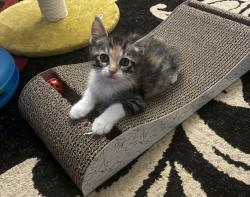 Shelter Stray Female Cat last seen Near Hollister Street, San Diego, CA, 92154, 5500 Gaines St, San Diego, CA 92110, USA