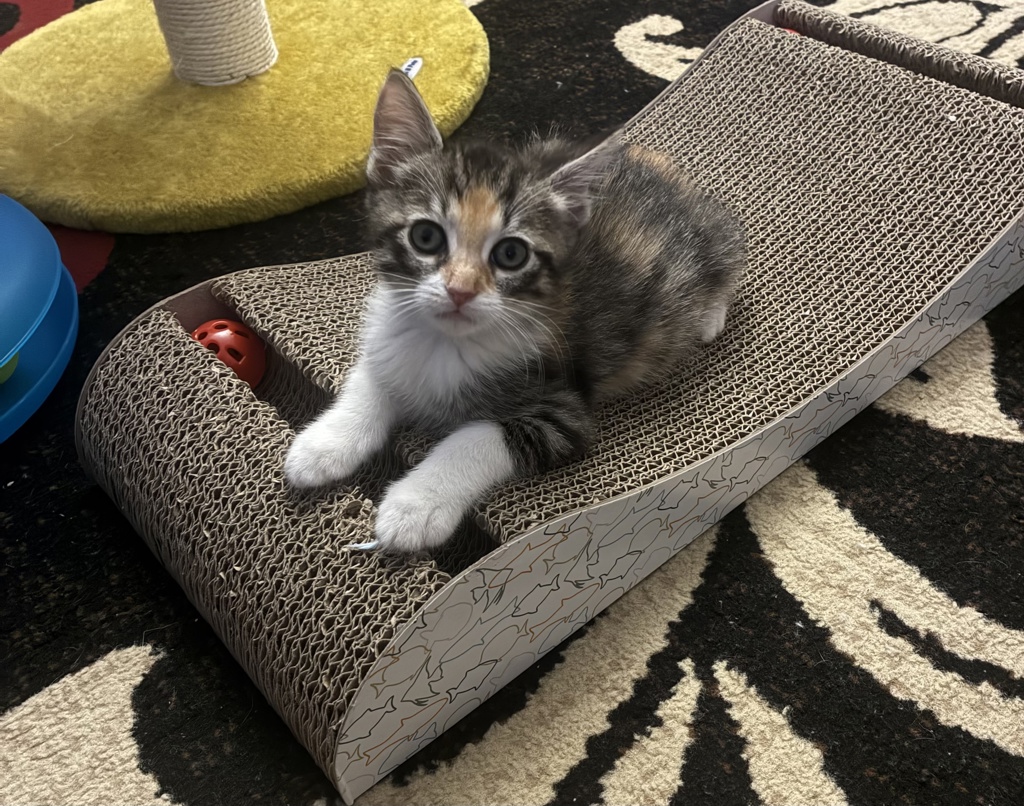 Shelter Stray Female Cat last seen Near Hollister Street, San Diego, CA, 92154, 5500 Gaines St, San Diego, CA 92110, USA