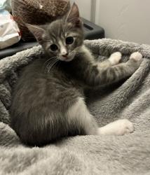 Shelter Stray Female Cat last seen Near Hollister Street, San Diego, CA, 92154, 5500 Gaines St, San Diego, CA 92110, USA