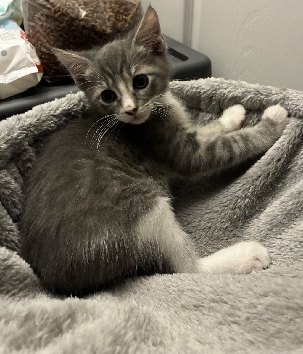 Shelter Stray Female Cat last seen Near Hollister Street, San Diego, CA, 92154, 5500 Gaines St, San Diego, CA 92110, USA