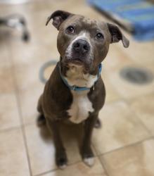 Shelter Stray Male Dog last seen SE 135th ave and SE Foster PLace, OR, 1700 W Historic Columbia River Hwy, Troutdale, OR 97060, USA