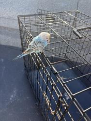 Found/Stray Unknown Bird last seen Bass Lake Road, El Dorado Hills, CA 95762