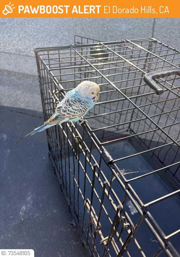 Found/Stray Unknown Bird last seen Bass Lake Road, El Dorado Hills, CA 95762