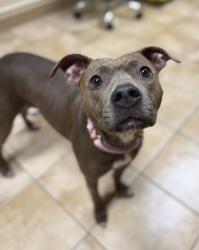 Shelter Stray Female Dog last seen SE 135th ave and SE Foster PLace, OR, 1700 W Historic Columbia River Hwy, Troutdale, OR 97060, USA