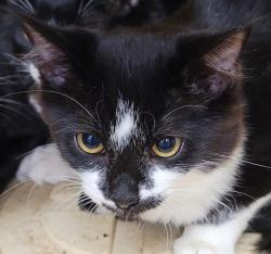 Shelter Stray Female Cat last seen 223rd / Eastmanparkway, GRESHAM, OR, 97030, 1700 W Historic Columbia River Hwy, Troutdale, OR 97060, USA