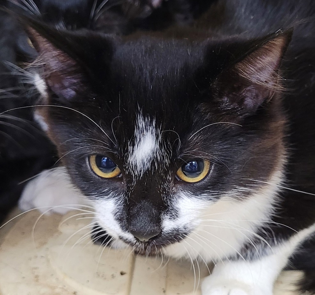 Shelter Stray Female Cat last seen 223rd / Eastmanparkway, GRESHAM, OR, 97030, 1700 W Historic Columbia River Hwy, Troutdale, OR 97060, USA