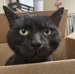 Shelter Stray Male Cat last seen NE Arata Rd & NE Greenway Dr, TROUTDALE, OR, 97060, 1700 W Historic Columbia River Hwy, Troutdale, OR 97060, USA