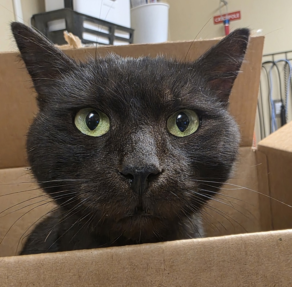 Shelter Stray Male Cat last seen NE Arata Rd & NE Greenway Dr, TROUTDALE, OR, 97060, 1700 W Historic Columbia River Hwy, Troutdale, OR 97060, USA