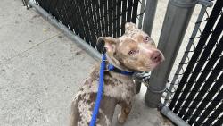 Shelter Stray Female Dog last seen Near Soundview Ave, BRONX, NY, 10472, 326 E 110th St, New York, NY 10029, USA