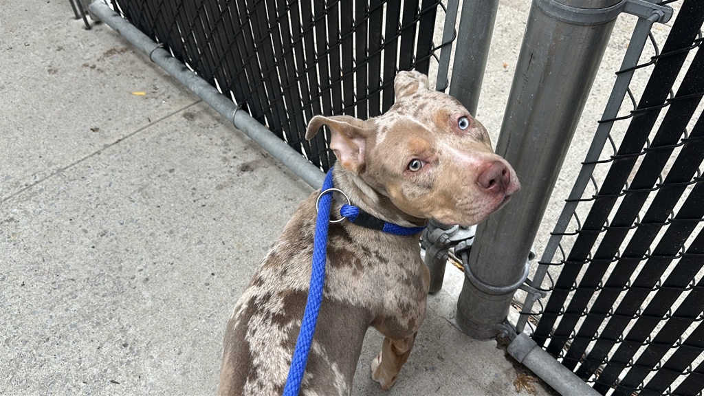 Shelter Stray Female Dog last seen Near Soundview Ave, BRONX, NY, 10472, 326 E 110th St, New York, NY 10029, USA
