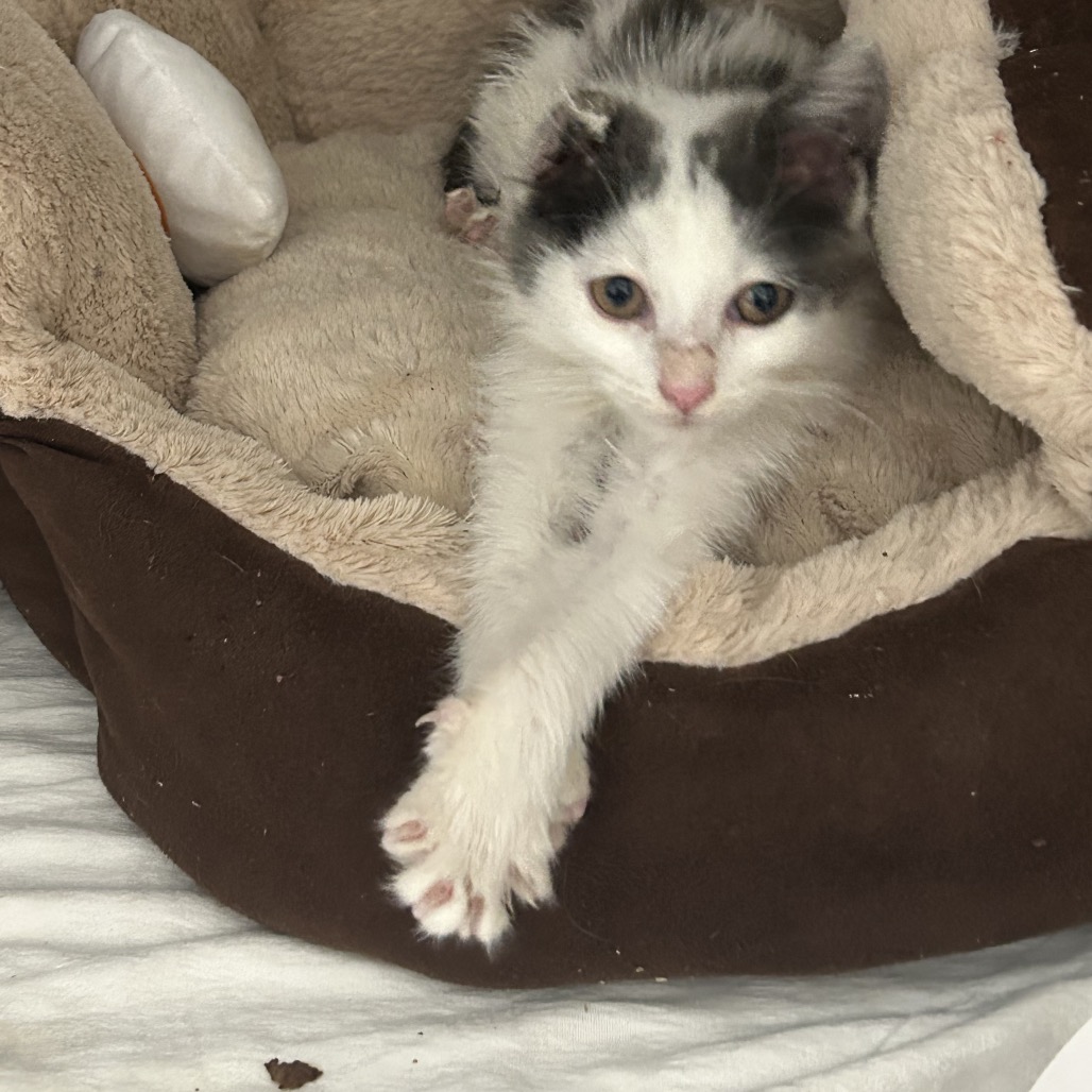 Shelter Stray Female Cat last seen , 124 Evergreen Ave, Newark, NJ 07114, USA