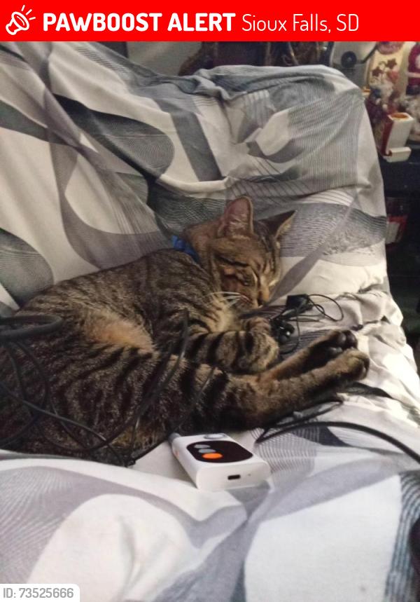 Lost Male Cat last seen 10th Street and 11th street, Sioux Falls, SD 57104