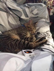 Lost Male Cat last seen 10th Street and 11th street, Sioux Falls, SD 57104