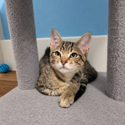 Shelter Stray Male Cat last seen , 8020 Washington St, Port Richey, FL 34668, USA