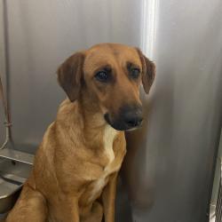 Shelter Stray Female Dog last seen , 2350 Appling City Cove, Memphis, TN 38133, USA