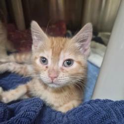 Shelter Stray Male Cat last seen , 361 S Raymond Ave, Pasadena, CA 91105, USA