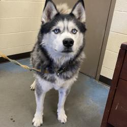 Shelter Stray Male Dog last seen , 2350 Appling City Cove, Memphis, TN 38133, USA