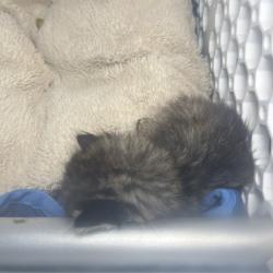 Shelter Stray Unknown Cat last seen , 4575 E Mesquite Ave, Palm Springs, CA 92264, USA