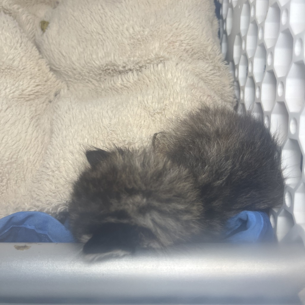 Shelter Stray Unknown Cat last seen , 4575 E Mesquite Ave, Palm Springs, CA 92264, USA