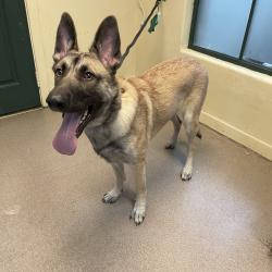 Shelter Stray Female Dog last seen , 361 S Raymond Ave, Pasadena, CA 91105, USA