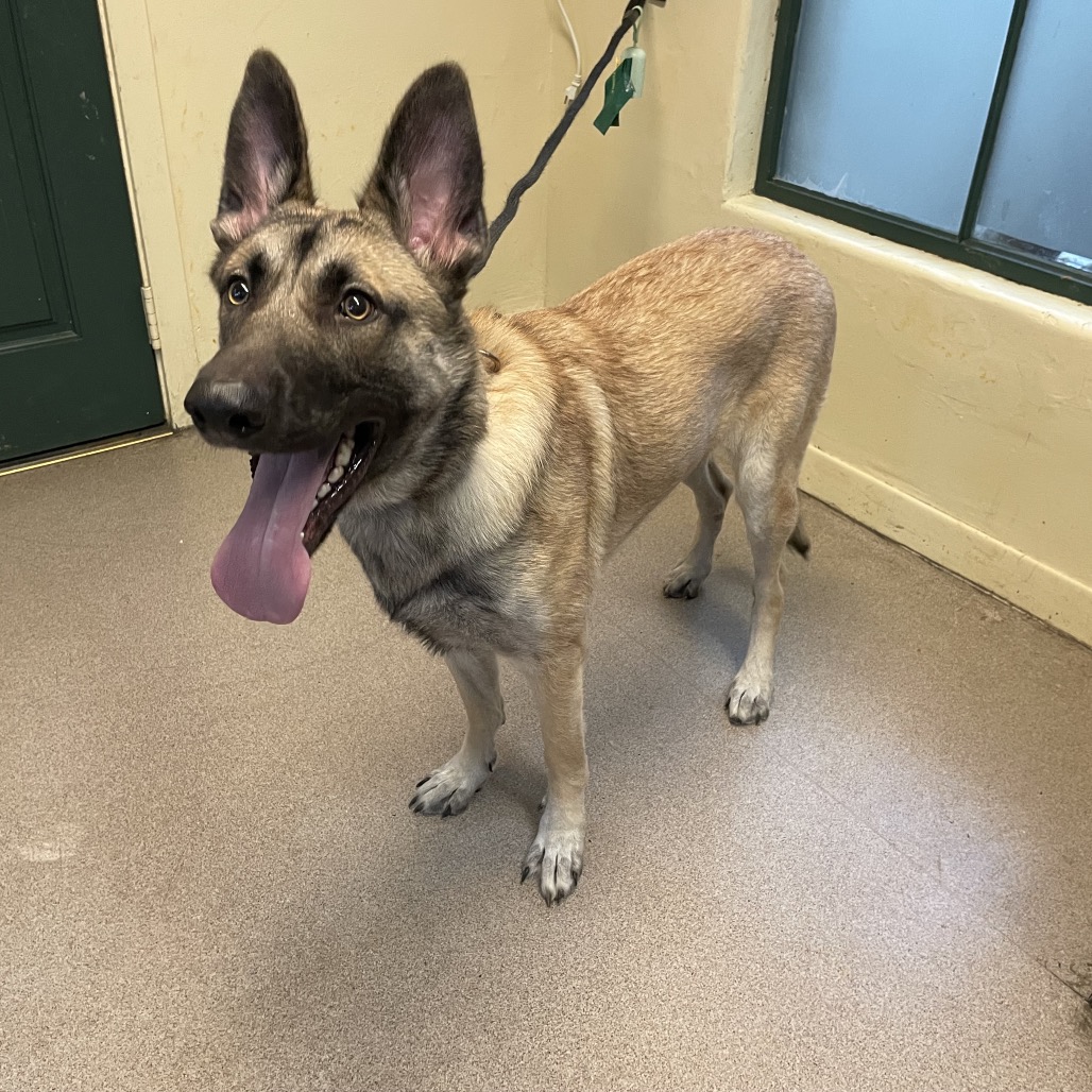 Shelter Stray Female Dog last seen , 361 S Raymond Ave, Pasadena, CA 91105, USA