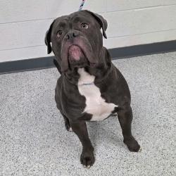 Shelter Stray Male Dog last seen , 5801 Graye Ln, Caldwell, ID 83607, USA