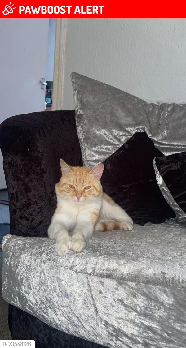 Lost Male Cat last seen Bury, Greater Manchester, England 