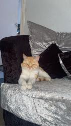 Lost Male Cat last seen Bury, Greater Manchester, England 