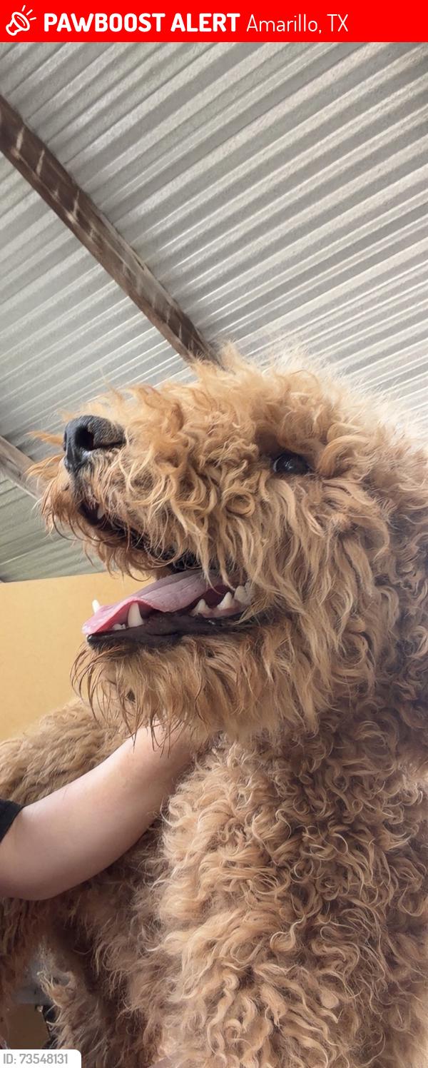 Lost Male Dog last seen Paradise hills office, Amarillo, TX 79107