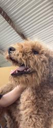 Lost Male Dog last seen Paradise hills office, Amarillo, TX 79107