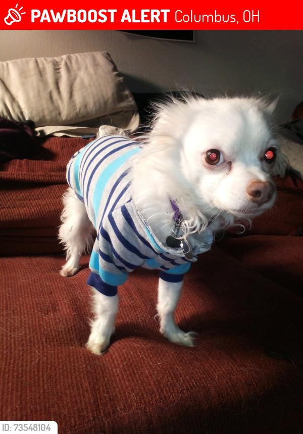 Lost Male Dog last seen Sullivant and wrexham, Columbus, OH 43223