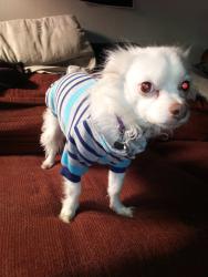 Lost Male Dog last seen Sullivant and wrexham, Columbus, OH 43223
