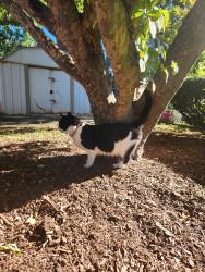 Found/Stray Male Cat last seen General Warren apmts, Boston, MA 02129