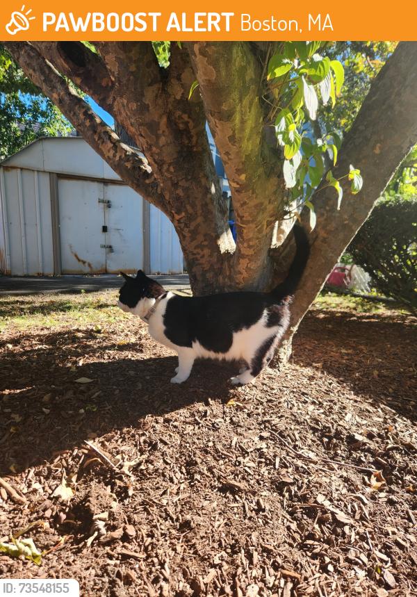 Found/Stray Male Cat last seen General Warren apmts, Boston, MA 02129