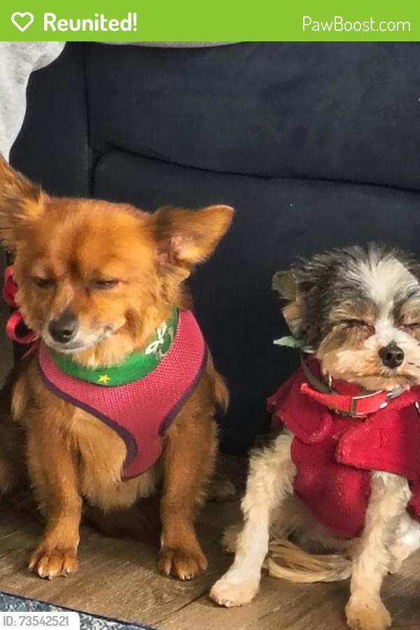 Reunited Female Dog last seen Broadmoor Dr, Columbus, GA 31903
