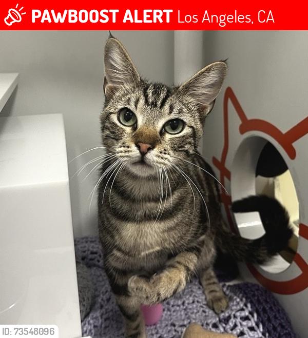Lost Male Cat last seen Century Park E & Empyrean, Los Angeles, CA 90067